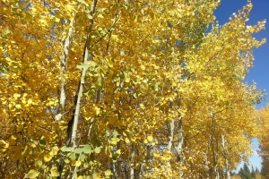 Aspens in Rocky Mountain National Park.